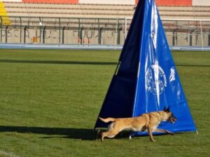 BOCA AUS DER KRUMMHOLZ|Campionato Nazionale Addestramento C.A.P.B. 2022